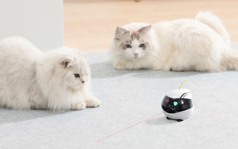 EBO SE vs. EBO Air: Which Movable Robot Camera is Right for You?